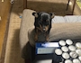 chiko