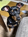 chiko