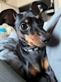 chiko