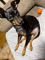 chiko