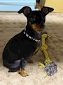 chiko