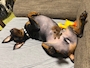 chiko