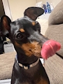 chiko
