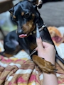 chiko