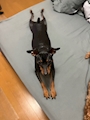chiko