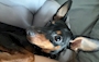 chiko