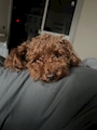 chiko