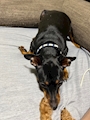 chiko