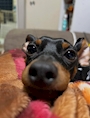 chiko