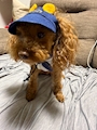 chiko