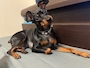 chiko