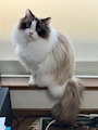 chiko