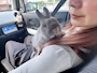 chiko