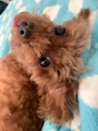 新着ブログ 🐶 我が家の食いしん坊Girl🍬🐾