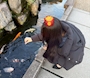 せら