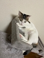 chiko