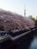リサ