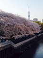 リサ