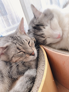 プロフィール写真3・リサ|スナック&カラオケバー CAT'S・キャッツ - 亀戸のパブ/スナック