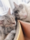 プロフィール写真3・リサ|スナック&カラオケバー CAT'S・キャッツ - 亀戸のパブ/スナック
