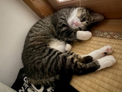 みさと