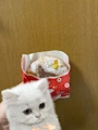 新着ブログ ミスドサツマイモォ(「🍠・ω・)「🍠