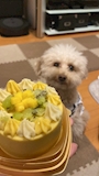 chiko