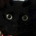 あさ