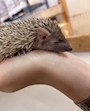 chiko
