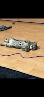 chiko