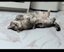 chiko