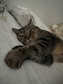 chiko