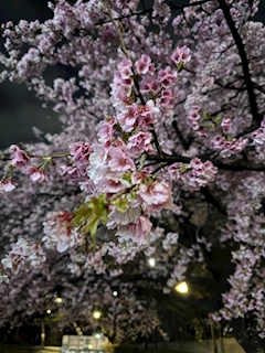 若さだけの夜桜のボーイ