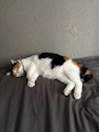 chiko