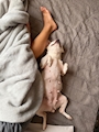 chiko