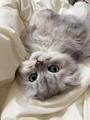 chiko