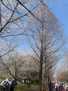 なぎ【Egoist 3 cubic】「桜満開🌸」