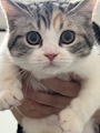 chiko