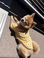 chiko