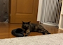 新着ブログ うちの猫紹介①もんちゃんのこと