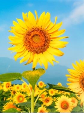 プロフィール写真3・天照 さあや｜