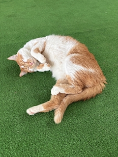 こはく