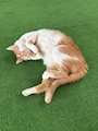 新着ブログ 猫ちゃんは神