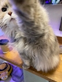 chiko