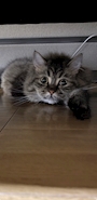 chiko