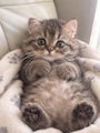 chiko