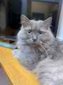 chiko