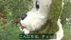 ポケパラ イチ推しキャスト 🩵雅(みやび)🩵