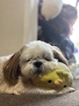 chiko