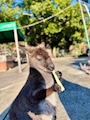 chiko